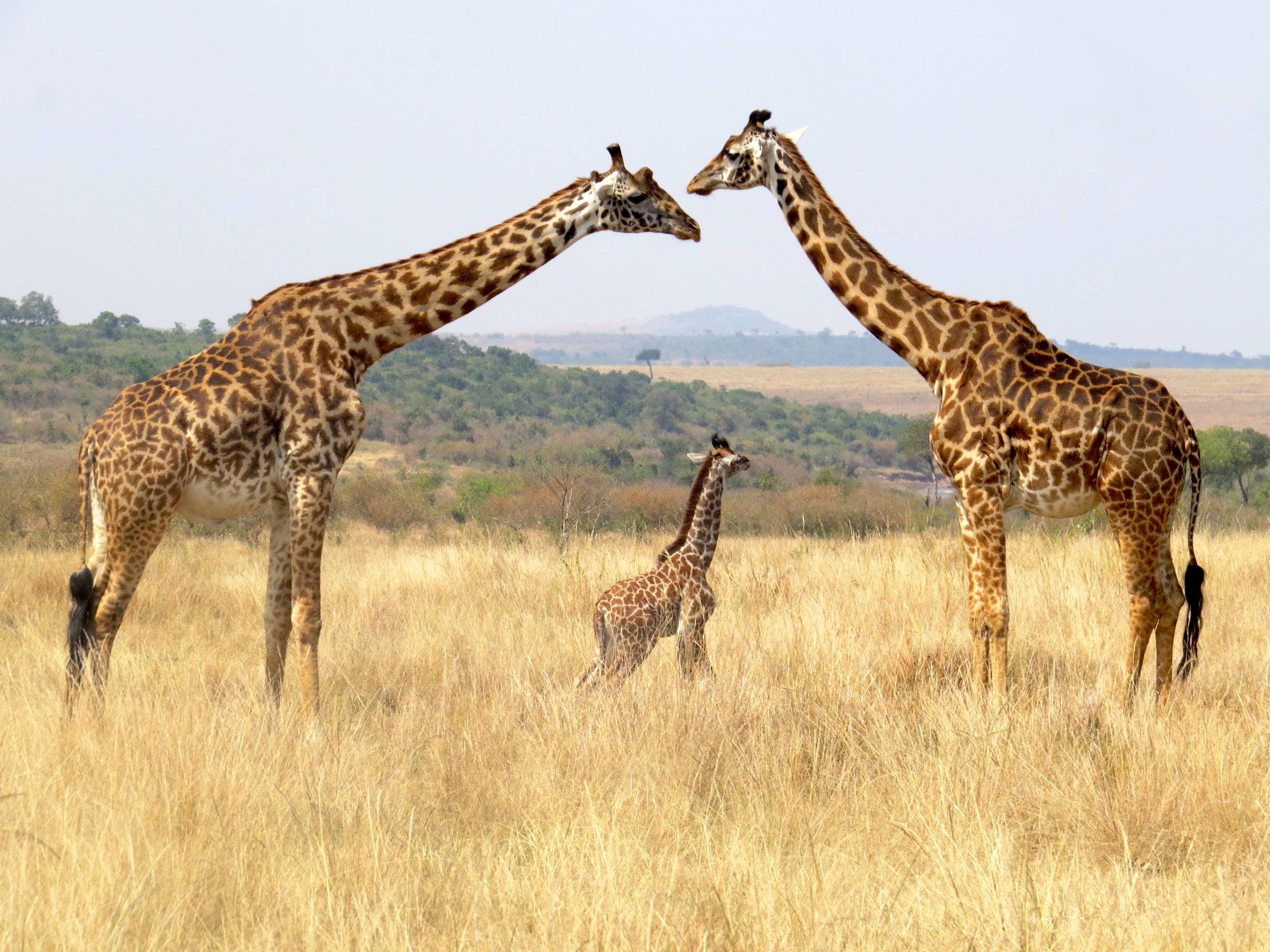 13-serengeti luxury safaris