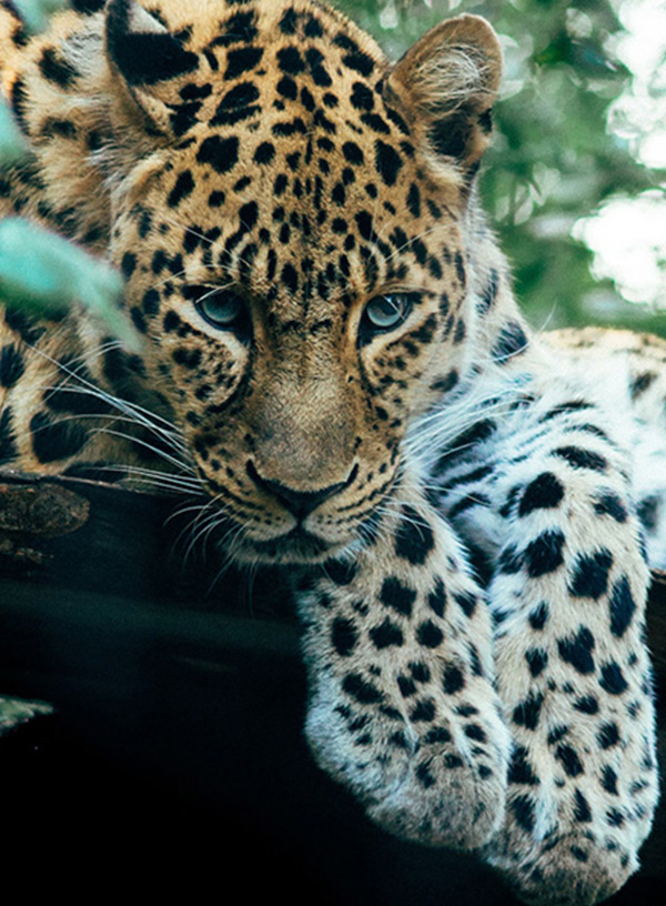 Leopard-1