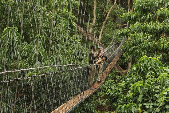 Treetop-Walkway-in-Lake-Manyara-National-Parks