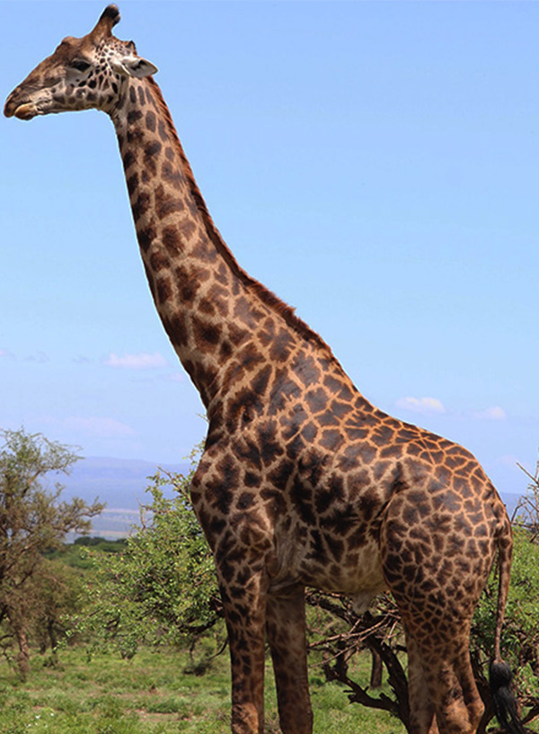 girraffe-1