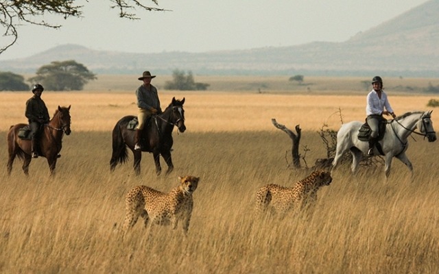 horse-safari